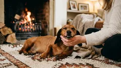 Dlaczego psy lubią, gdy się je głaszcze – oto, co czuje Twój pupil