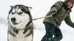 10 ras psów, które nie wybaczają błędów niedoświadczonym właścicielom