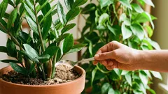 Jak dodać nawóz do doniczki, nie „przypalając” korzeni: 3 kroki i bezpieczne dawkowanie.