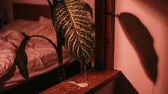 5 roślin, które zatruwają powietrze zamiast je oczyszczać