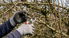 Jak nie pozbawić się wiosennych plonów podczas przycinania drzew owocowych