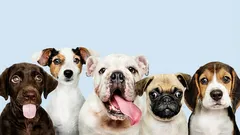 7 ras, których ludzie starają się nie hodować: co w nich jest złego