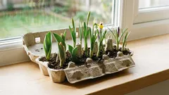 Nie wyrzucaj kartonu po jajkach: w ciągu zaledwie kilku minut może stać się najpiękniejszą wiosenną dekoracją.