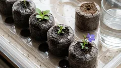 Tabletki czy torf: co jest lepsze dla sadzonek, żeby nie męczyć się z ziemią